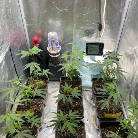 Gorilla Butter growlog photo: Day after transplant these girls has responded well to the transplant. Seeing signs of new growth
