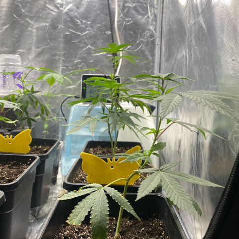 Gorilla Butter growlog photo: Day after transplant these girls has responded well to the transplant. Seeing signs of new growth