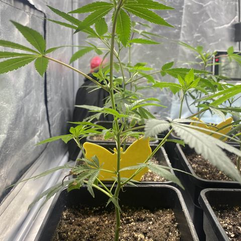 Gorilla Butter growlog timeline photo