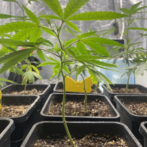 Gorilla Butter growlog timeline photo