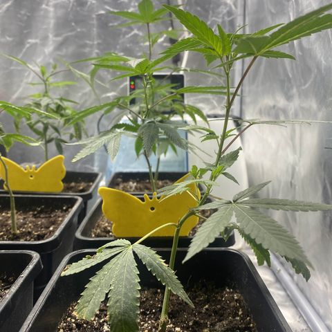 Gorilla Butter growlog timeline photo