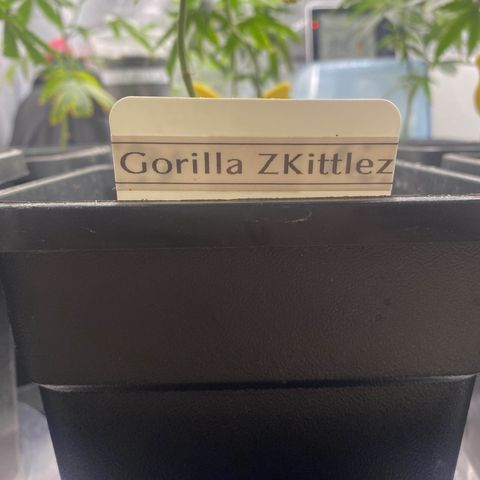 Gorilla Butter growlog timeline photo
