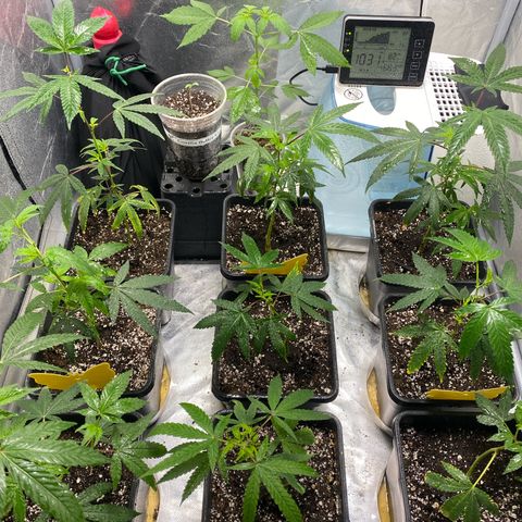 Gorilla Butter growlog photo: Monday Molasses and Foliar spray 