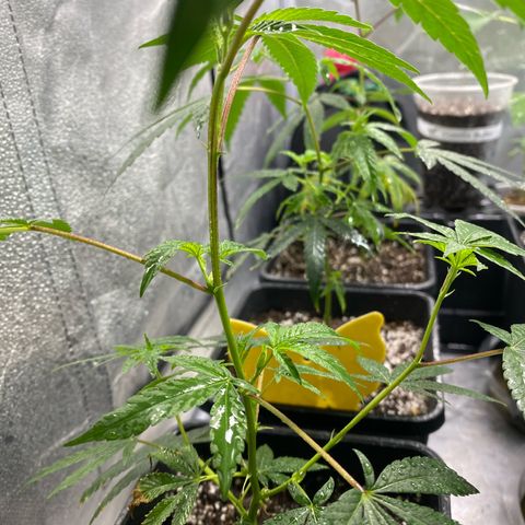 Gorilla Butter growlog photo: Monday Molasses and Foliar spray 