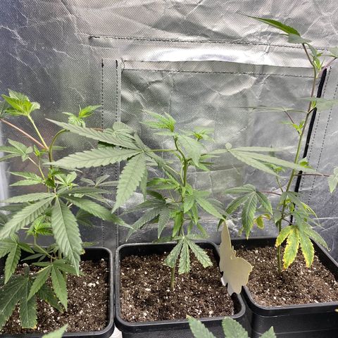 Gorilla Butter growlog photo: Day 17 veg
