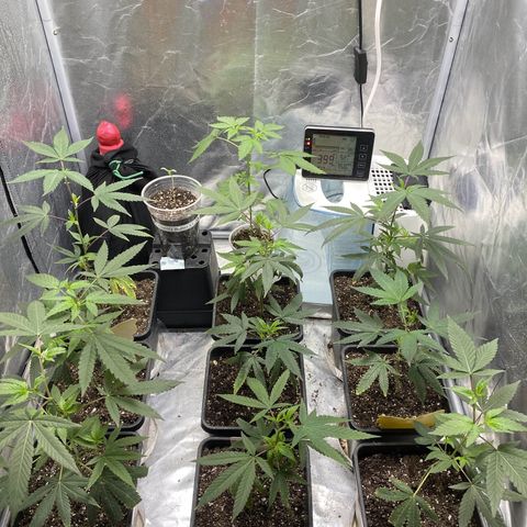 Gorilla Butter growlog photo: Day 17 veg
