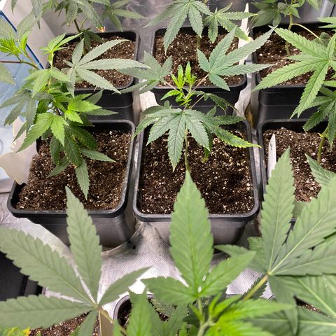 Gorilla Butter growlog photo: Day 17 veg