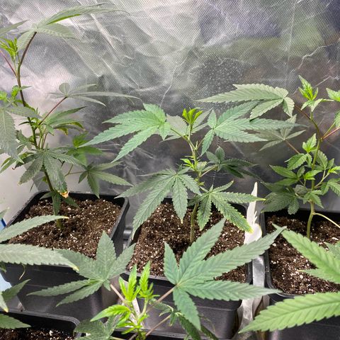 Gorilla Butter growlog photo: Day 17 veg