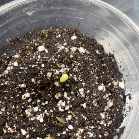 Gorilla Butter growlog photo: Breached the surface