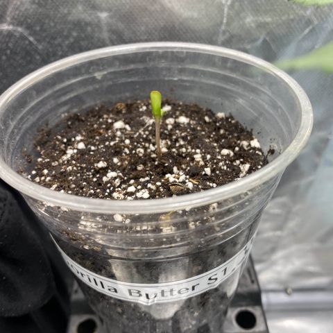 Gorilla Butter growlog timeline photo