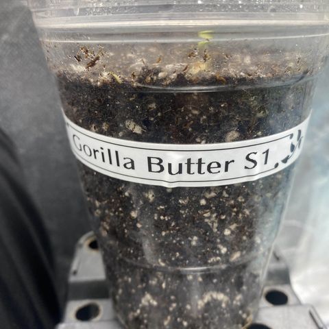 Gorilla Butter growlog timeline photo