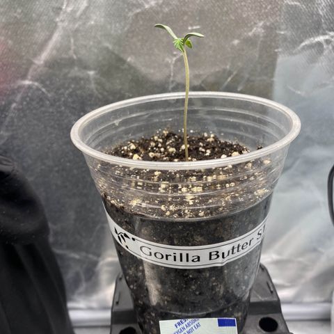 Gorilla Butter growlog timeline photo