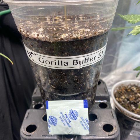 Gorilla Butter growlog timeline photo