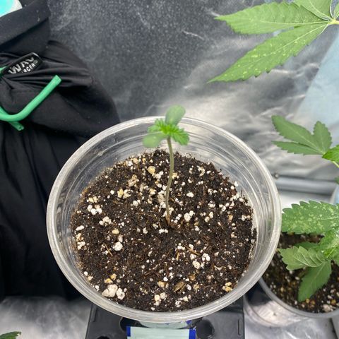 Gorilla Butter growlog timeline photo