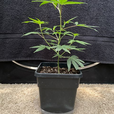 Gorilla Butter growlog photo: Vigor