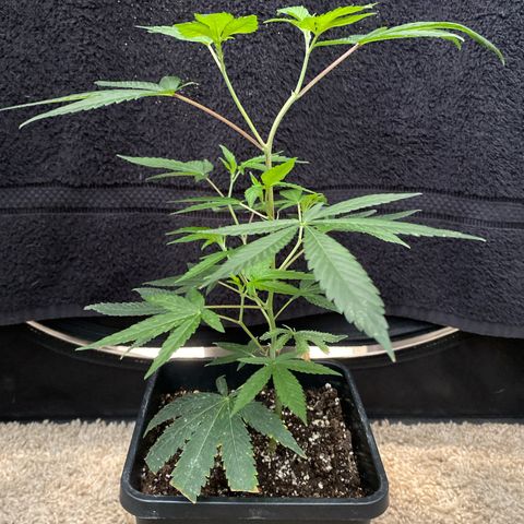 Gorilla Butter growlog photo: Vigor