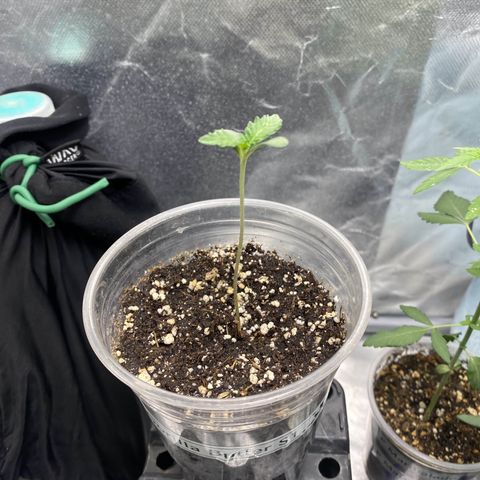 Gorilla Butter growlog timeline photo