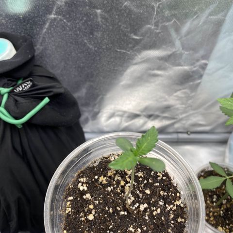 Gorilla Butter growlog timeline photo