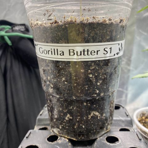 Gorilla Butter growlog timeline photo