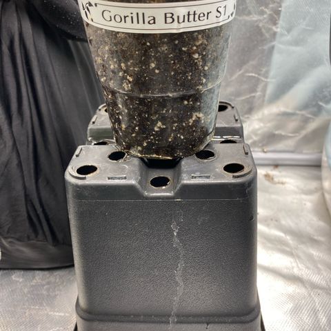 Gorilla Butter growlog photo: The start of a beautiful strain