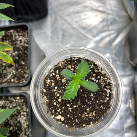 Gorilla Butter growlog photo: The start of a beautiful strain