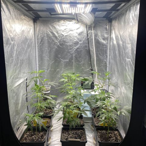 Gorilla Butter growlog photo: Day 23 veg