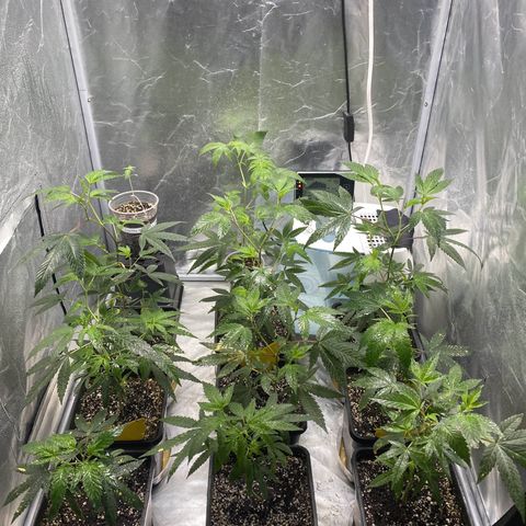 Gorilla Butter growlog photo: Day 23 veg
