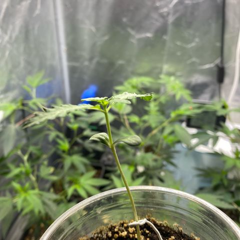 Gorilla Butter growlog timeline photo