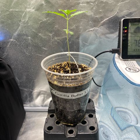 Gorilla Butter growlog timeline photo