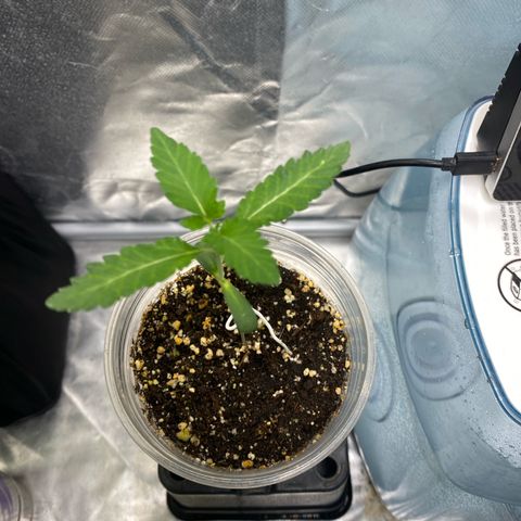Gorilla Butter growlog timeline photo
