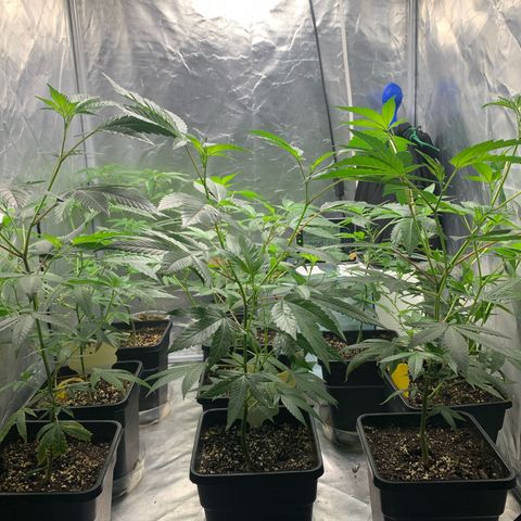 Gorilla Butter growlog photo: Day 31 veg