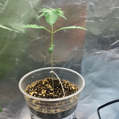 Gorilla Butter growlog timeline photo