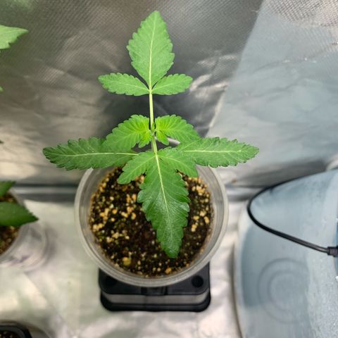 Gorilla Butter growlog timeline photo