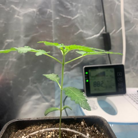 Gorilla Butter growlog photo: Day 6 veg