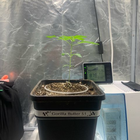 Gorilla Butter growlog photo: Day 6 veg