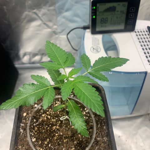 Gorilla Butter growlog photo: Day 6 veg