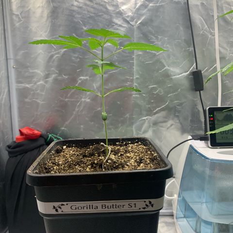 Gorilla Butter growlog timeline photo