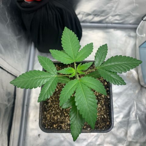 Gorilla Butter growlog timeline photo