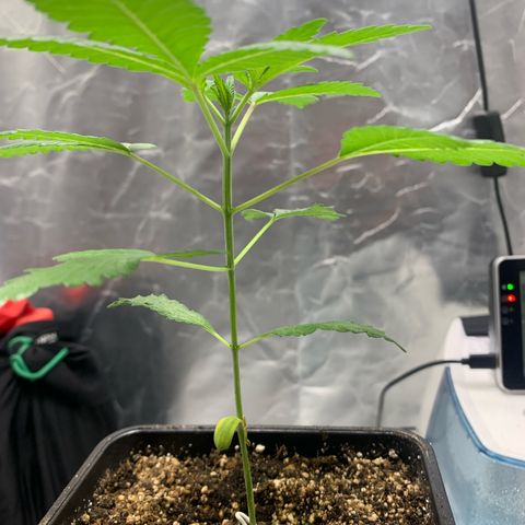 Gorilla Butter growlog photo: 2 week veg update