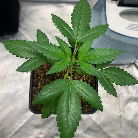 Gorilla Butter growlog photo: 2 week veg update