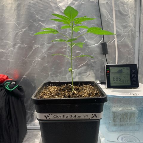 Gorilla Butter growlog photo: 2 week veg update