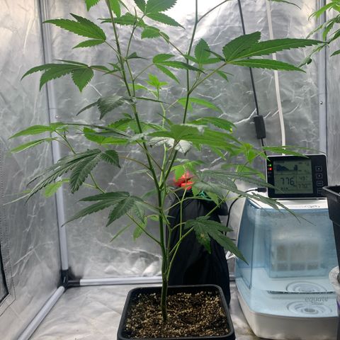 Gorilla Butter growlog timeline photo