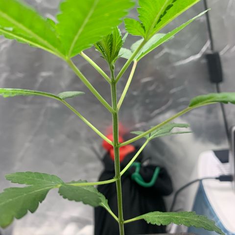 Gorilla Butter growlog timeline photo