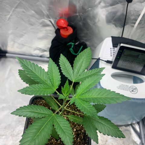 Gorilla Butter growlog timeline photo