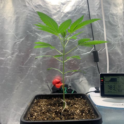 Gorilla Butter growlog timeline photo