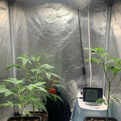 Gorilla Butter growlog photo: Water Day for Mother environment 