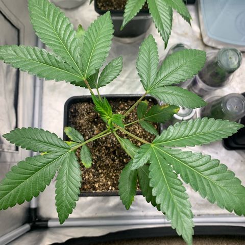 Gorilla Butter growlog photo: Day 21 V