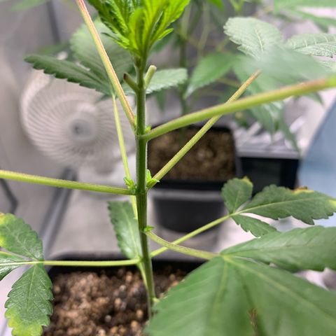 Gorilla Butter growlog photo: Day 21 V