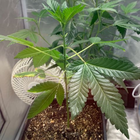 Gorilla Butter growlog timeline photo