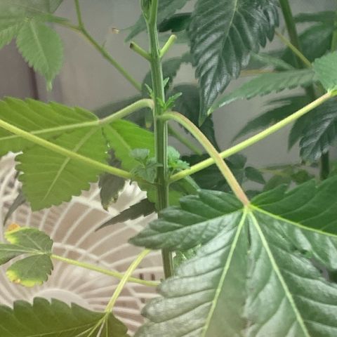 Gorilla Butter growlog timeline photo